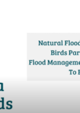 Natural Flood Management (NFM) and Ecology at Birds Park Reservoir