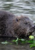 Blog: Dam! Have beavers been the answer to managing flood risk all this time?