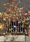 Blog: How to Reduce Flood Risk From Autumn Leaves