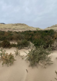 Blog: How Your Old Christmas Tree Can Be Used To Regenerate Dune Environments