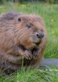 Blog: Dam! Have beavers been the answer to managing flood risk all this time?