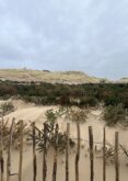 Blog: A day spent at Flyde Sand Dunes planting Christmas Trees